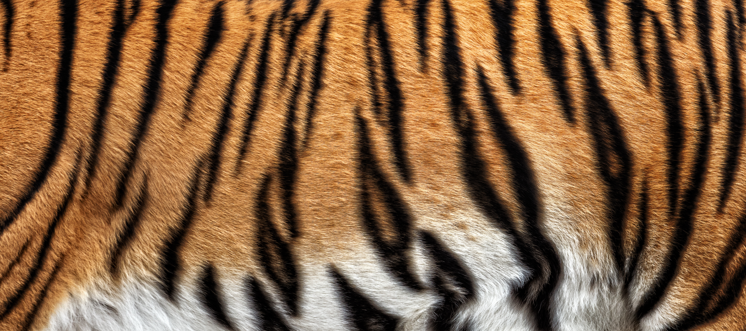 Tiger stripes