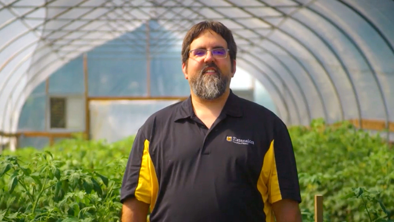 Justin Keay stands in the midst of waist-high tomato plants in a high tunnel greenhouse